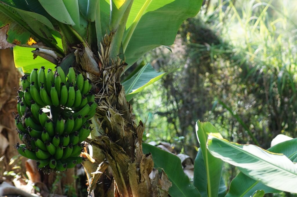 Plantains vs. bananas: Exploring the differences